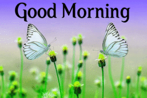 Beautiful Good Morning Images pics wallpaper pictures free download