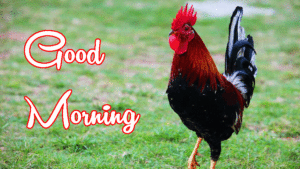 Good Morning Rooster images wallpaper pictures photo free hd download