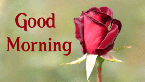 Good Morning Wishes Images With Heart wallpaper photo free download