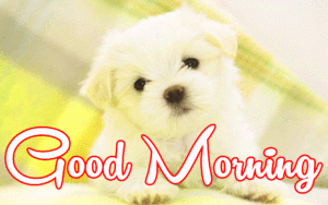Cute Dog Puppy Good Morning Images wallpaper photo hd