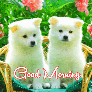 Cute Dog Puppy Good Morning Images wallpaper pictures photo free hd download