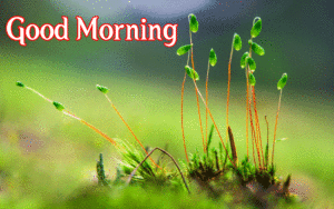 Special Unique Good Morning Wishes Images pics wallpaper photo hd