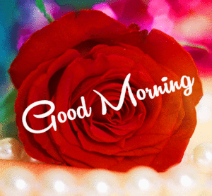 Morning Wishes Images With Red Rose pictures photo download