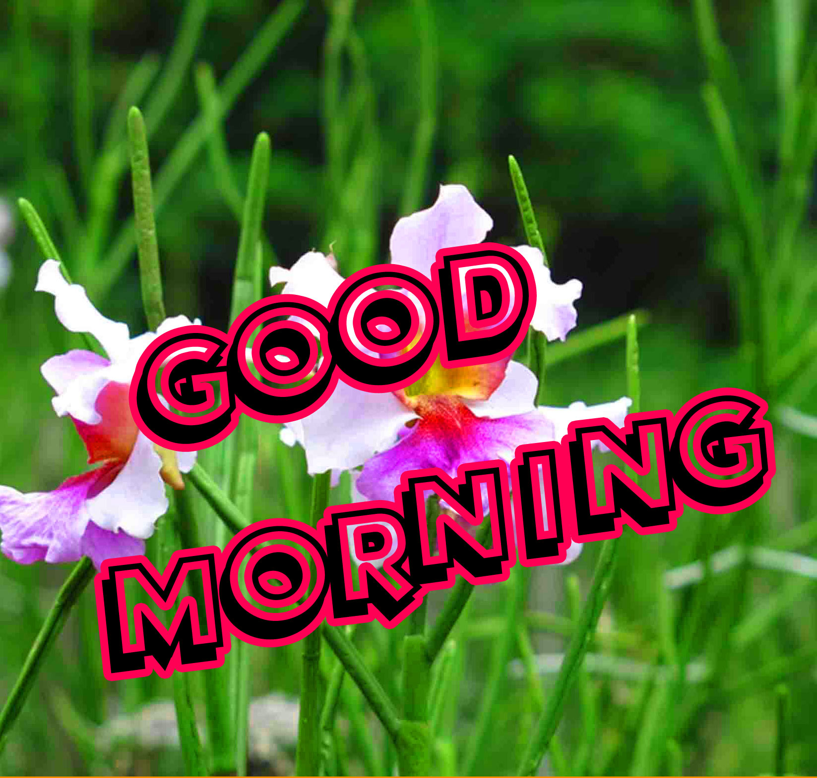 192+ Good Morning 3D Photos Images Download