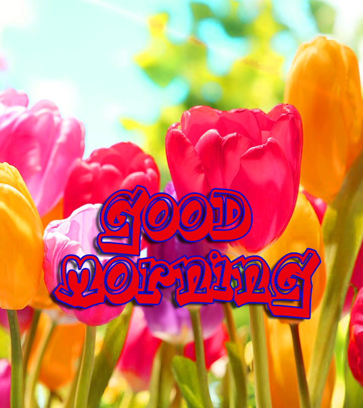 Good Morning 3D Images Pics With Flower