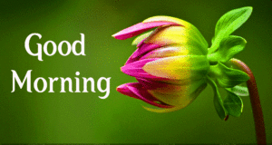 Good Morning Wishes Images pictures photo hd