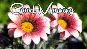 Best New Amazing Good Morning Images photo wallpaper free download