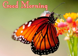 butterfly good morning images wallpaper pictures photo free hd download