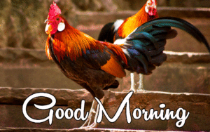 Good Morning Rooster images photo wallpaper download