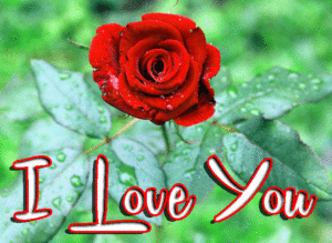 I Love You Images wallpaper photo free hd download