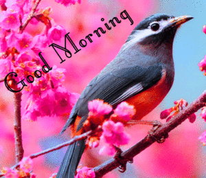 Spring Good Morning Wishes Images wallpaper photo free hd