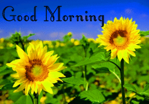 Sunflower Good Morning Wishes Images wallpaper pictures photo free hd download