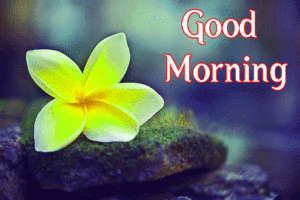 Good Morning Wishes Images For Best Friend wallpaper photo free hd