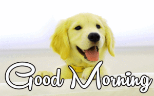 Cute Dog Puppy Good Morning Images pics wallpaper hd