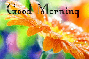 Beautiful Gud Mrng Images pictures wallpaper download