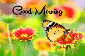Good Morning Beautiful Flower Nature Girls Images wallpaper pics free hd
