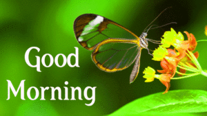 Good Morning Wishes Images photo wallpaper free hd