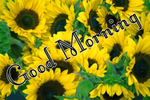 Sunflower Good Morning Wishes Images wallpaper photo hd