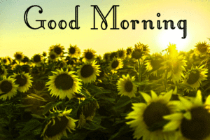 Sunflower Good Morning Wishes Images photo pics free hd