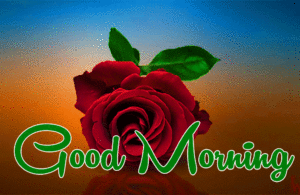 Morning Wishes Images With Red Rose wallpaper pictures photo free hd download