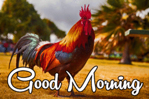 Good Morning Rooster images pics wallpaper photo free hd