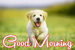 Cute Dog Puppy Good Morning Images photo wallpaper free download