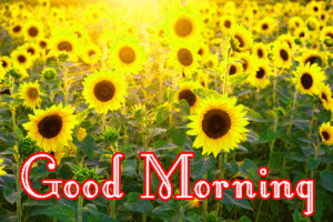 Sunflower Good Morning Wishes Images wallpaper photo download