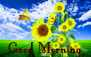 Sunflower Good Morning Wishes Images wallpaper pics free hd