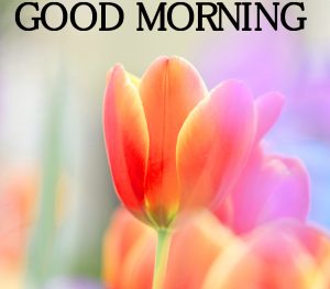 Good Morning Images Photo Wallpaper Download