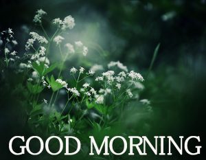 Good Morning Images Wallpaper Pictures Free Download