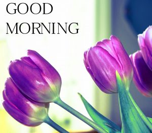 Good Morning Images Wallpaper pictures