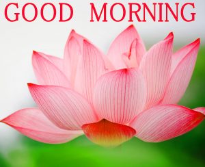 Good Morning Images Photo Wallpaper Download