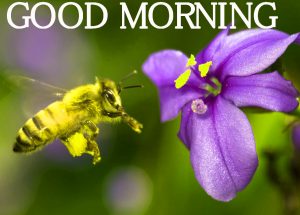 Good Morning Images Pictures Wallpaper Download