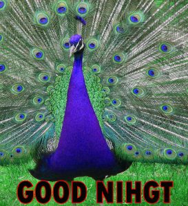 Beautiful Good Night Wishes Images Wallpaper Pics