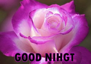 Beautiful Good Night Wishes Images Wallpaper With Flower