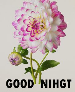 Beautiful Good Night Wishes Images Wallpaper Pics Download 