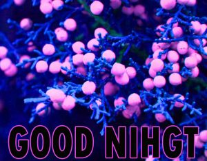 Beautiful Good Night Wishes Images Wallpaper Pic Download