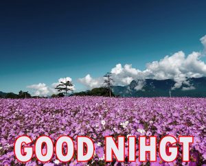Beautiful Good Night Wishes Images Wallpaper Pics Free Download