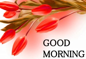 Good Morning Images Photo pics Free Download
