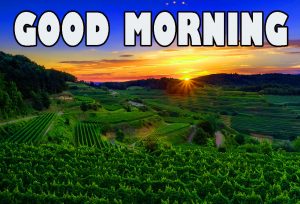 Gd mrng Wishes Images Wallpaper Pics for Whatsapp