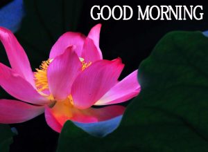 Good Morning Images Wallpaper Pic Download