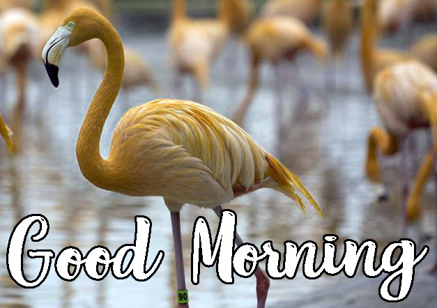 Animal Good Morning Images Download 