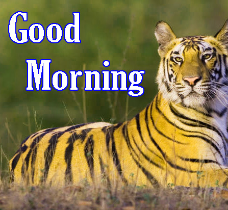Animal Good Morning Pics Download 