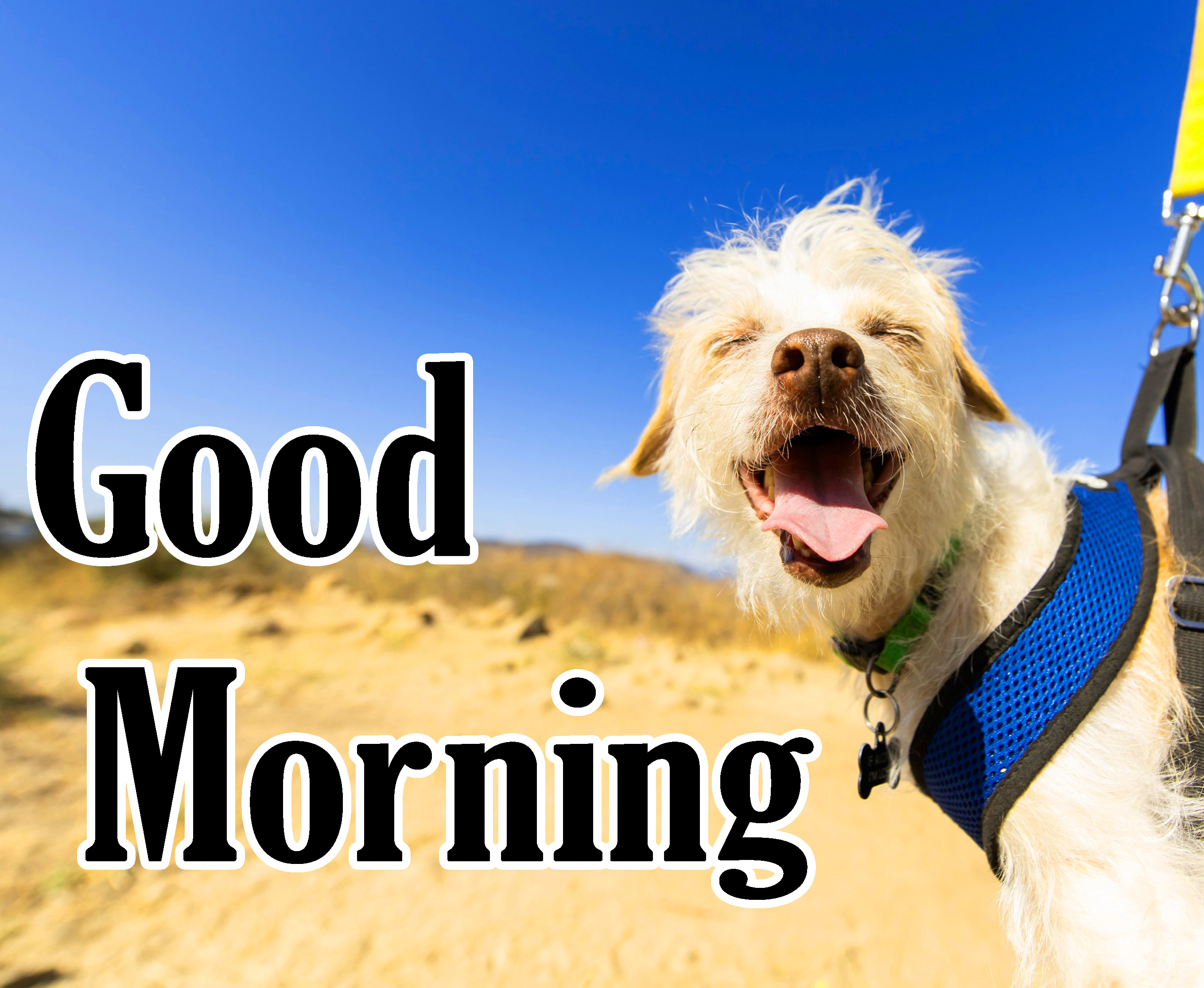 Animal Good Morning Pics Free Download 