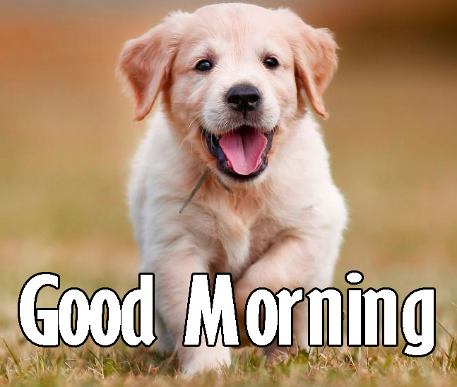 189+ Animal Good Morning Images Photo Pictures Download