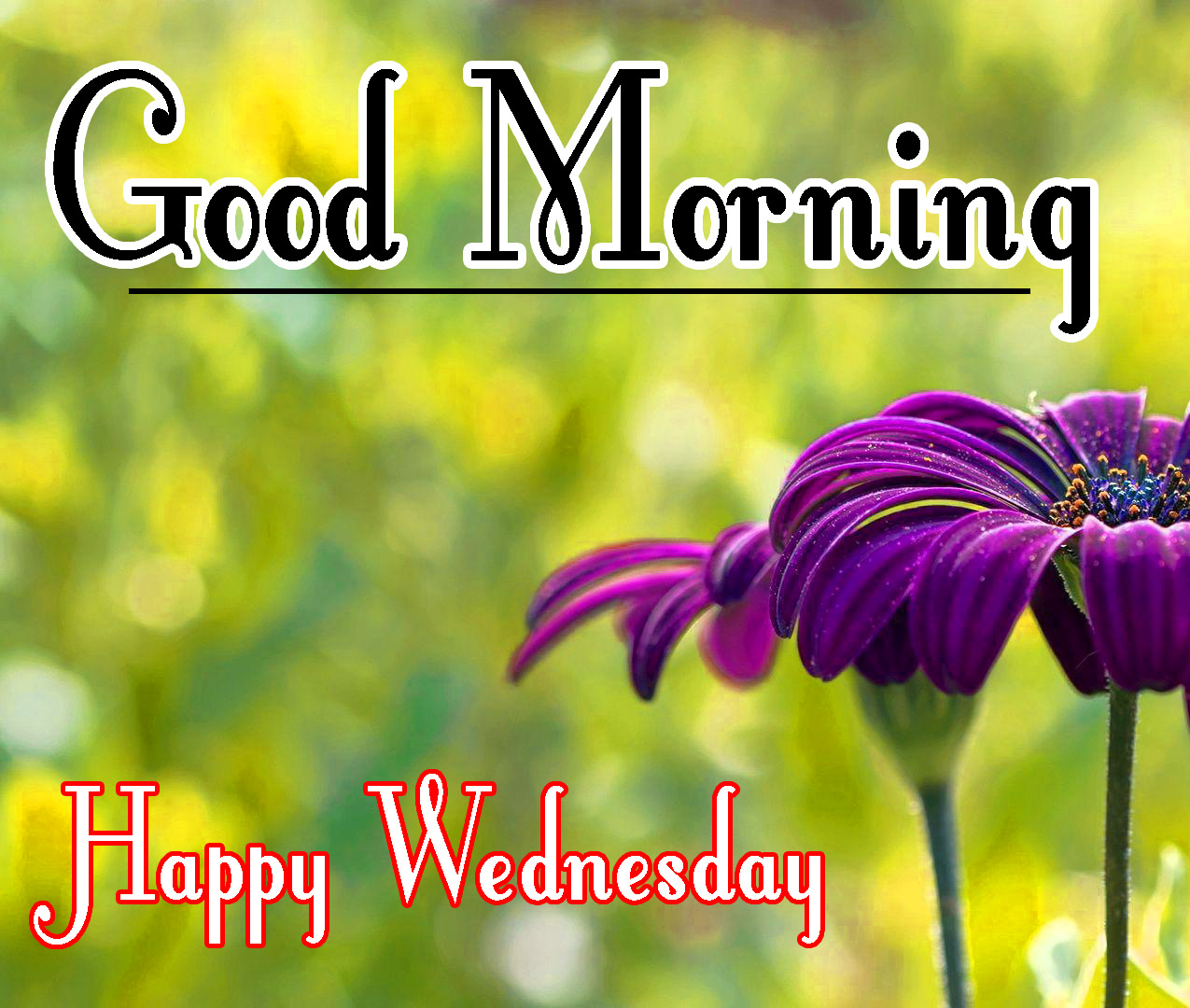 Good Morning Wednesday Pics Download 