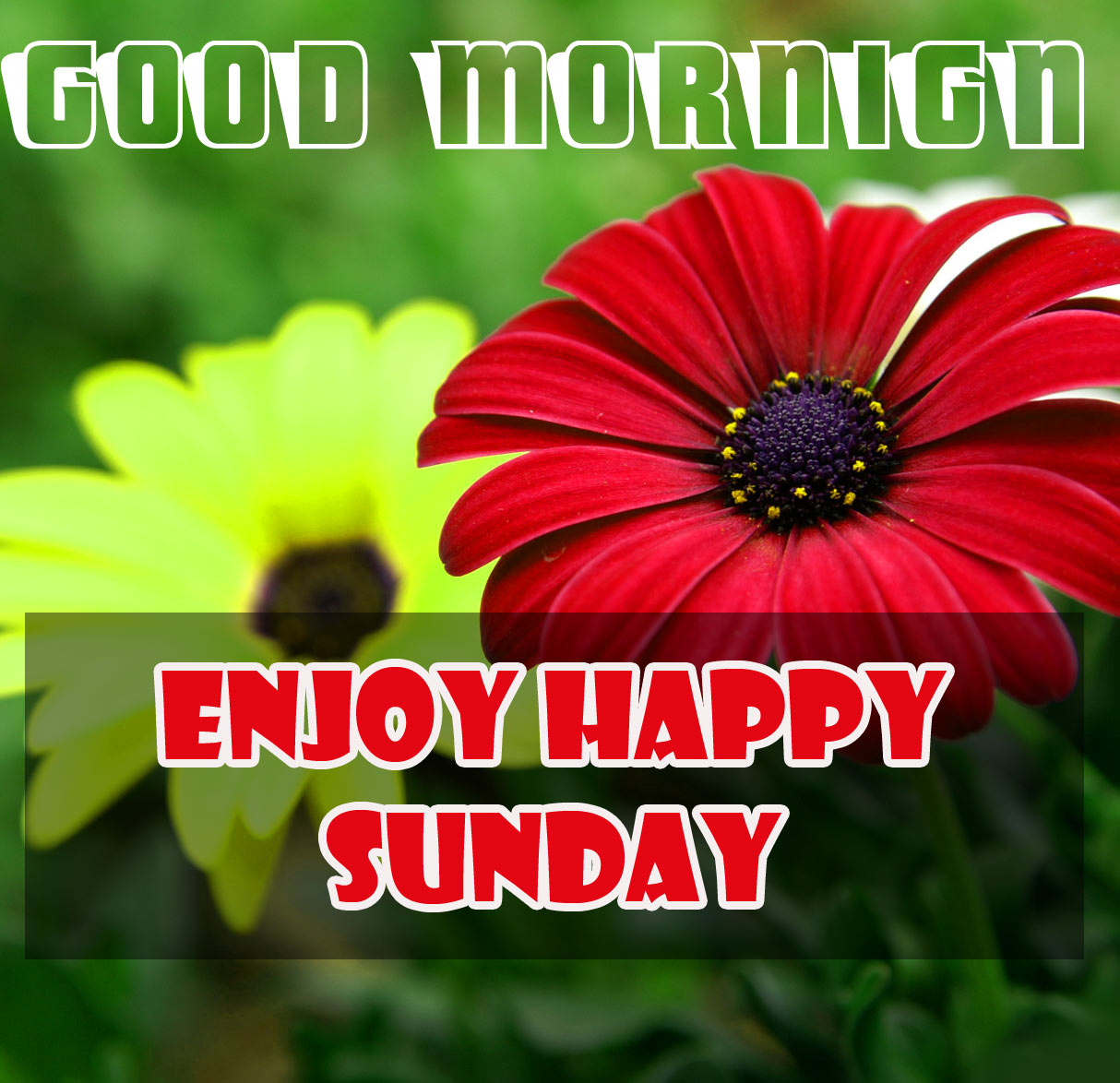 Sunday Good Morning Wishes Pics Free for Facebook