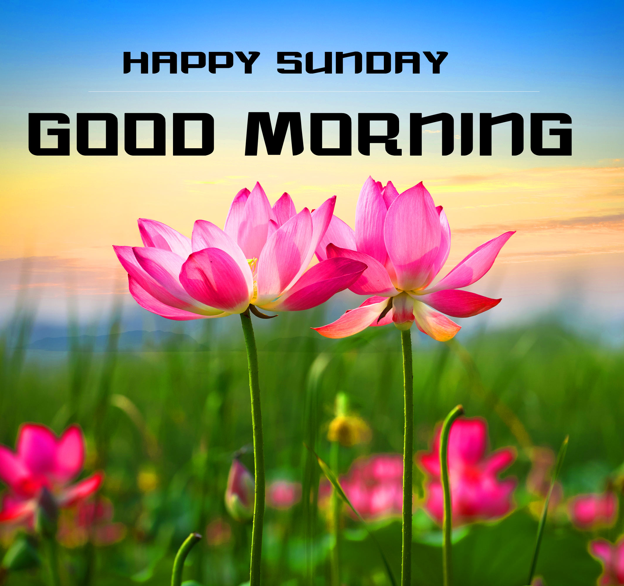 Sunday Good Morning Wishes Images Free for Facebook