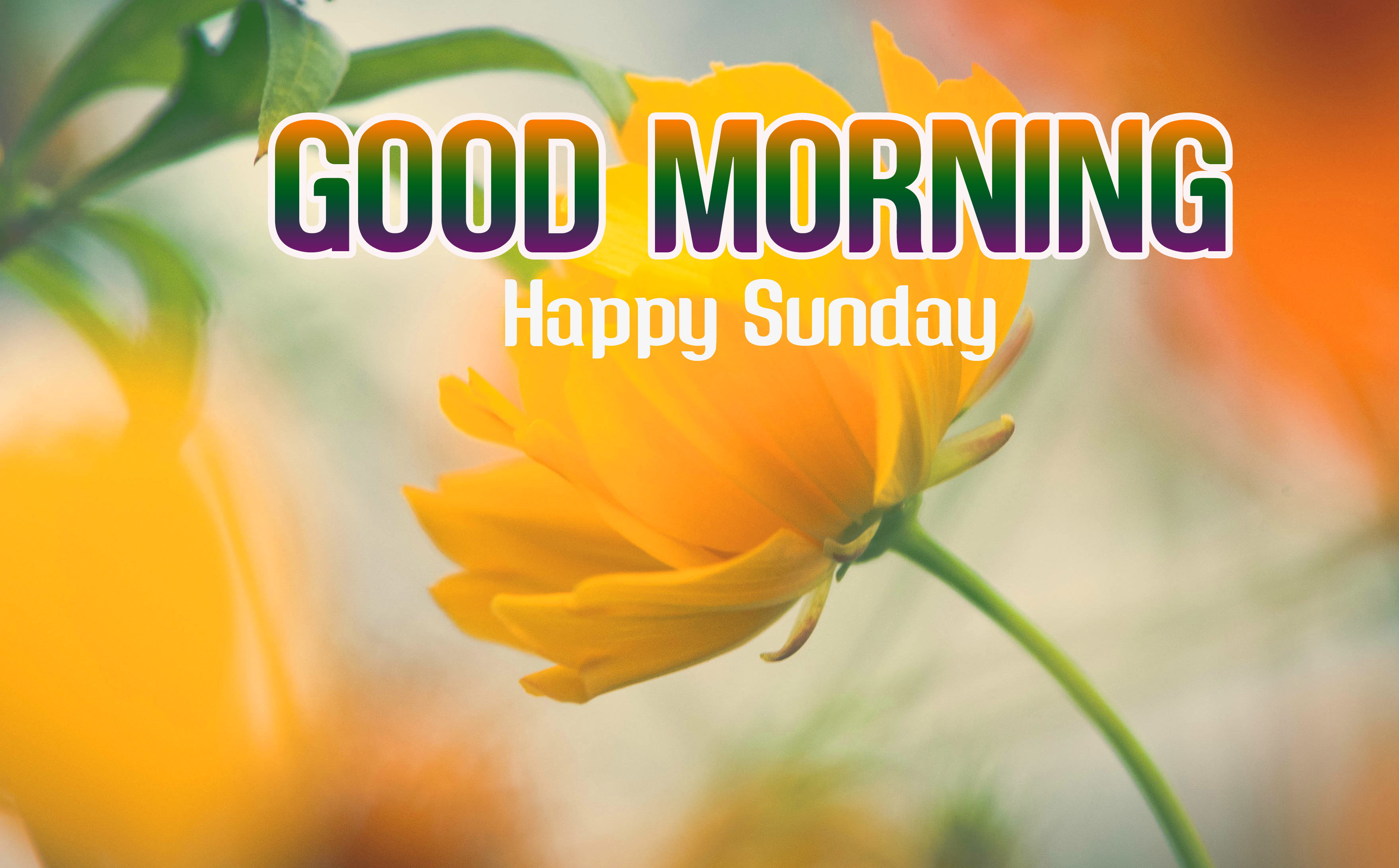 Sunday Good Morning Wishes Photo Download