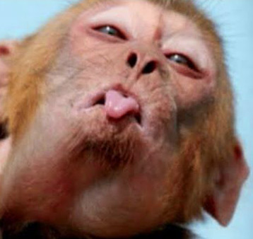 Monkey Funny Whatsapp DP Images Pics Download 